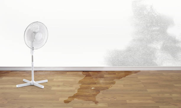 Best Mold removal after water damage  in Tazewell, TN